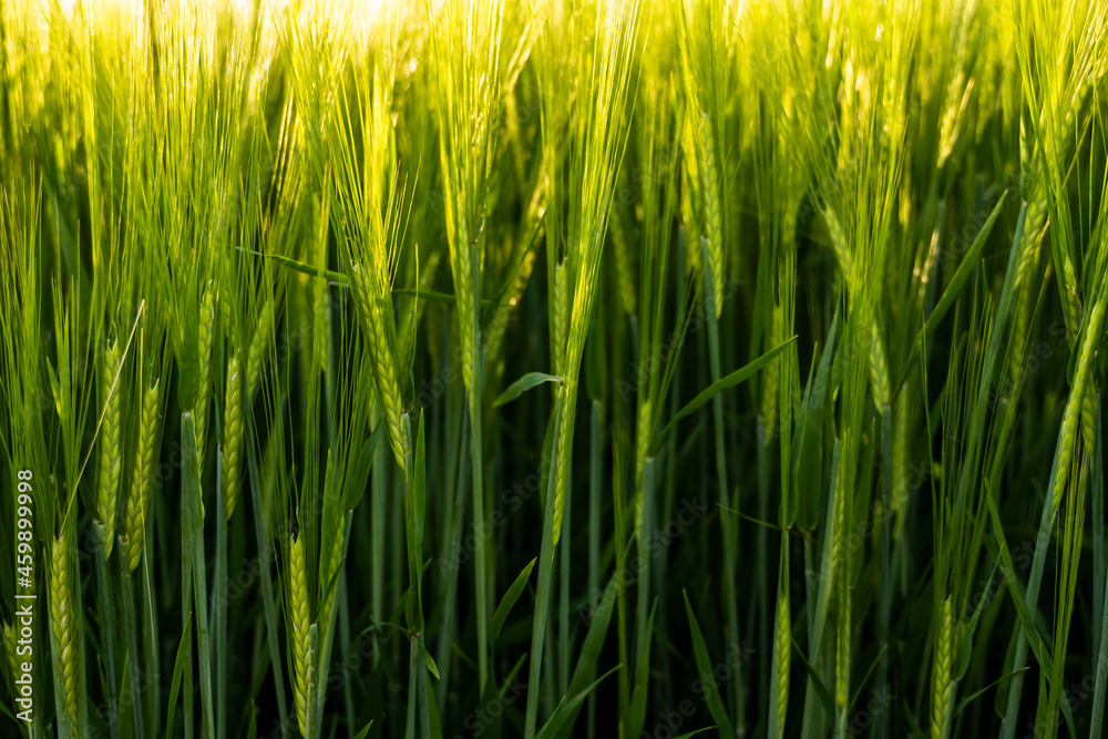 Naklejka premium Young green barley growing in agricultural field in spring. Unripe cereals. The concept of agriculture, organic food. Barleys sprout growing in soil. Close up on sprouting barley in sunset.