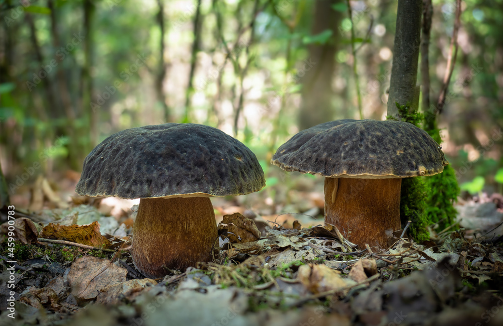Boletus aereus mushroom (Porcini, Porcino, Cepe, Steinpilz) in natural