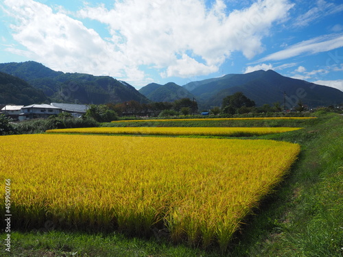 秋の農村と稲刈り前の稲穂