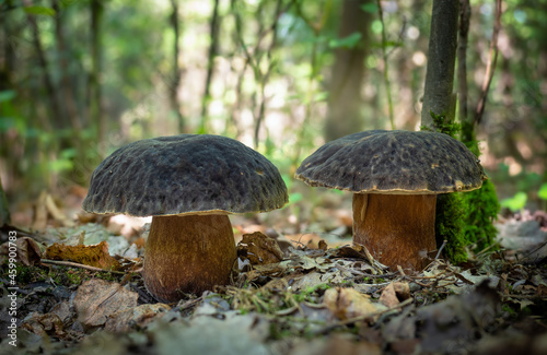 Boletus aereus mushroom (Porcini, Porcino, Cepe, Steinpilz) in natural habitat, rare oak forest