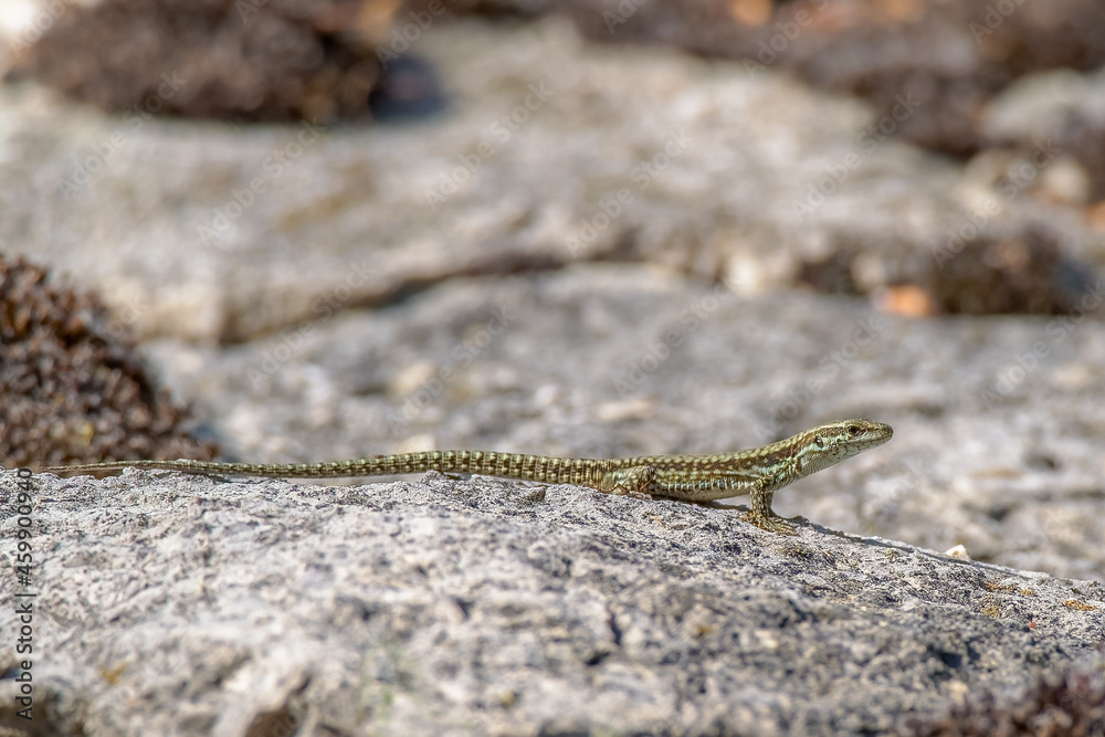 A beautiful Wall Lizard (Podarcis muralis) sunning itself on a stone wall. A beautiful Wall Lizard (Podarcis muralis) sunning itself on a stone wall.