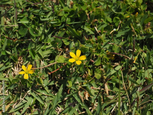 2輪のカタバミの花