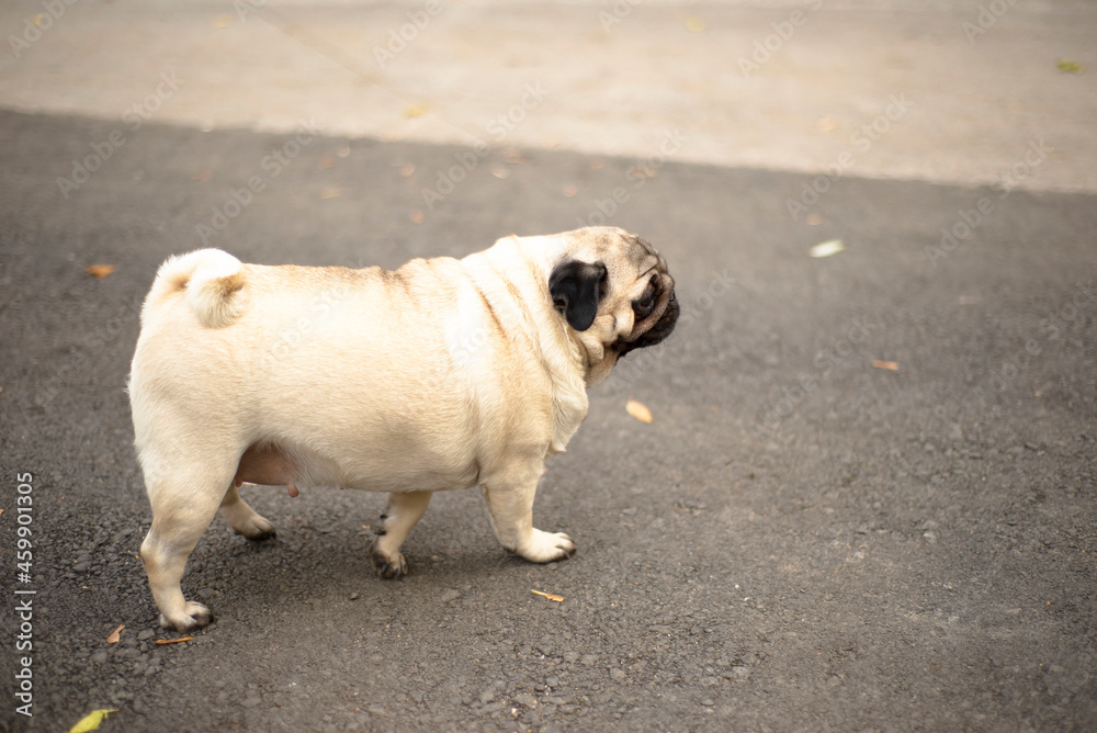 Pug for a walk. Domestic dog. Favorite pet. Pug for a walk. Domestic dog. Favorite pet.