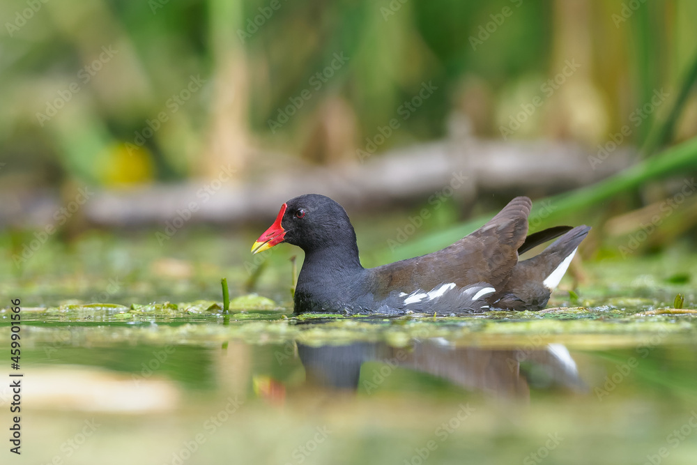 Common Moorhen or European Moorhen (gallinula chloropus) - adult at pond. Common Moorhen or European Moorhen (gallinula chloropus) - adult at pond.