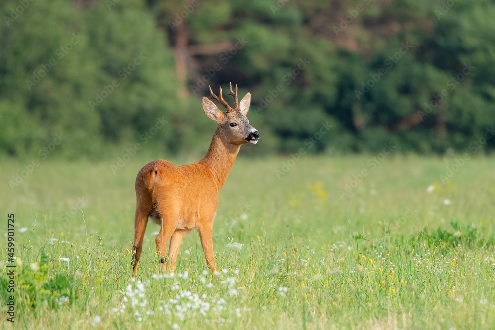 Roe deer (capreolus capreolus) standing on green meadow in summertime nature. Roe deer (capreolus capreolus) standing on green meadow in summertime nature.