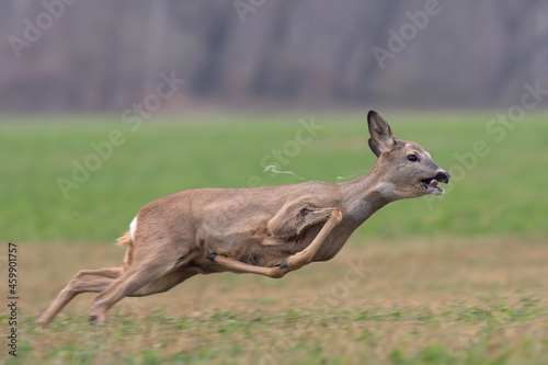 Sprinting roe deer (capreolus capreolus) buck in natural summer meadow with flowers. Dynamic action photo of wild animal running