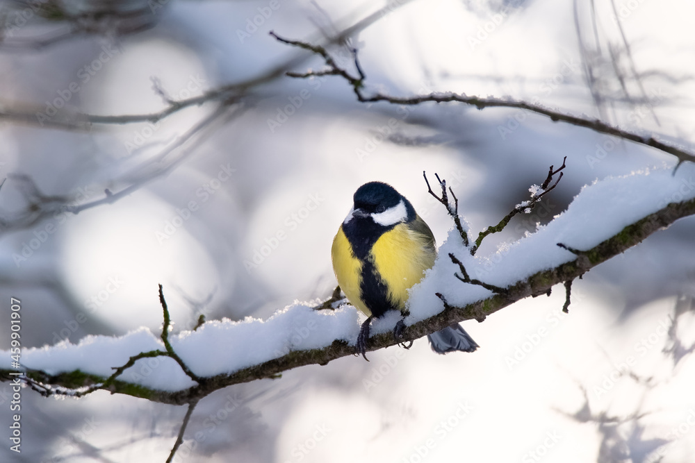 Naklejka premium The Great Tit (Parus major) standing in the snow during the winter