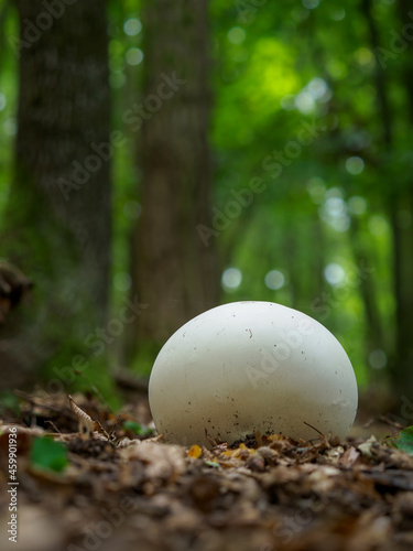 Calvatia gigantea mushroom Giant puffball in meadow. Giant puffball fungus - delicious and healthy food.