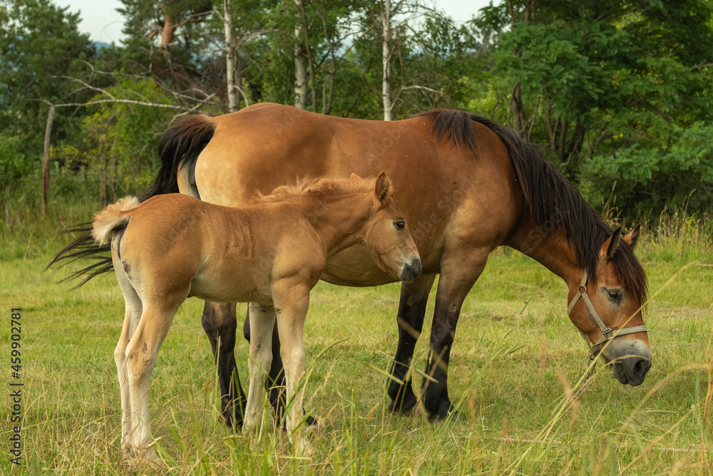 Brown horse mother with foal in the pasture Brown horse mother with foal in the pasture