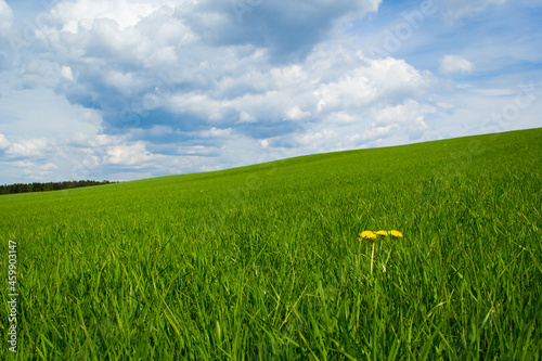 Green summer grass with three dandelions in a field under a fantastic sky with big clouds. Selet, Vännäskommun, Sweden photo