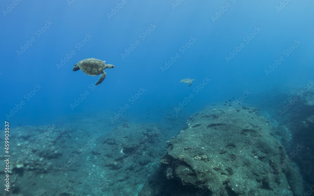 Fototapeta premium duo de tortue