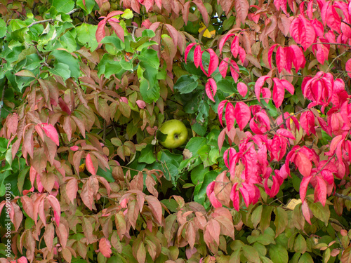 Zielone jabłko w otoczeniu czerwonych i zielonych liści