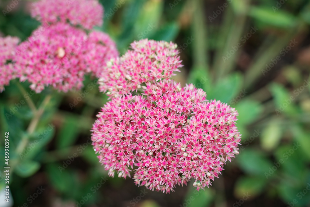 Sedum purpurascens purple flowers, orpine family Crassulaceae. close up Sedum purpurascens purple flowers, orpine family Crassulaceae. close up