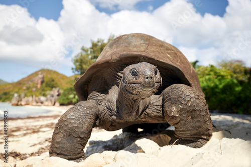 Obraz na plátně Aldabra giant tortoise on sand beach