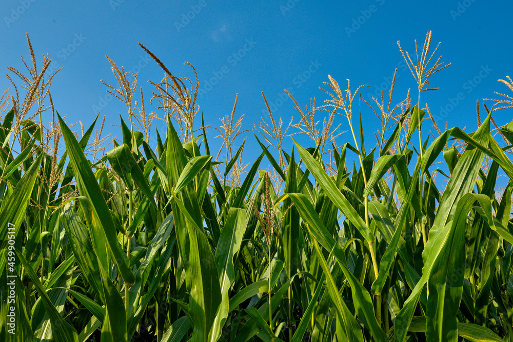 Lush wheat field with green, healthy cobs close to ripening on a hot summer day Lush wheat field with green, healthy cobs close to ripening on a hot summer day