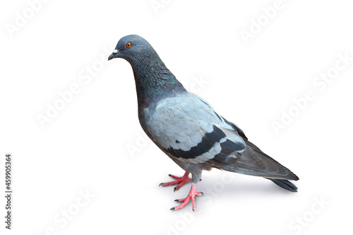 Pigeon isolated on white background.