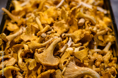 Many chanterelle mushrooms in a restaurant's kitchen