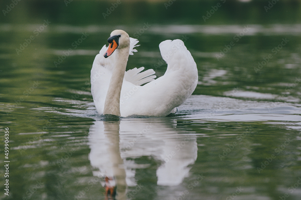 Obraz premium swan on the lake