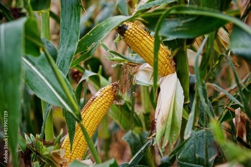 ripe corn, dries up in the field before harvest