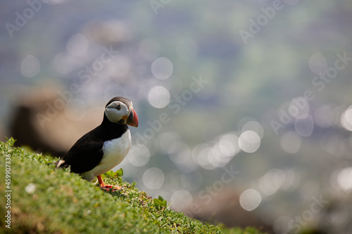 puffin standing on a rock cliff . fratercula arctica