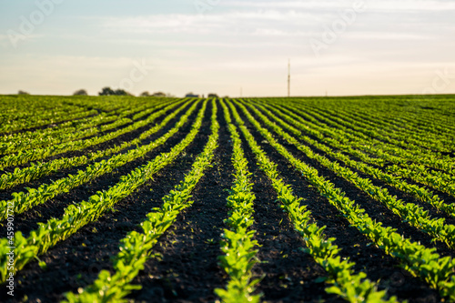 Straight rows of sugar beets growing in a soil in perspective on an agricultural field. Sugar beet cultivation. Young shoots of sugar beet  illuminated by the sun. Agriculture  organic.