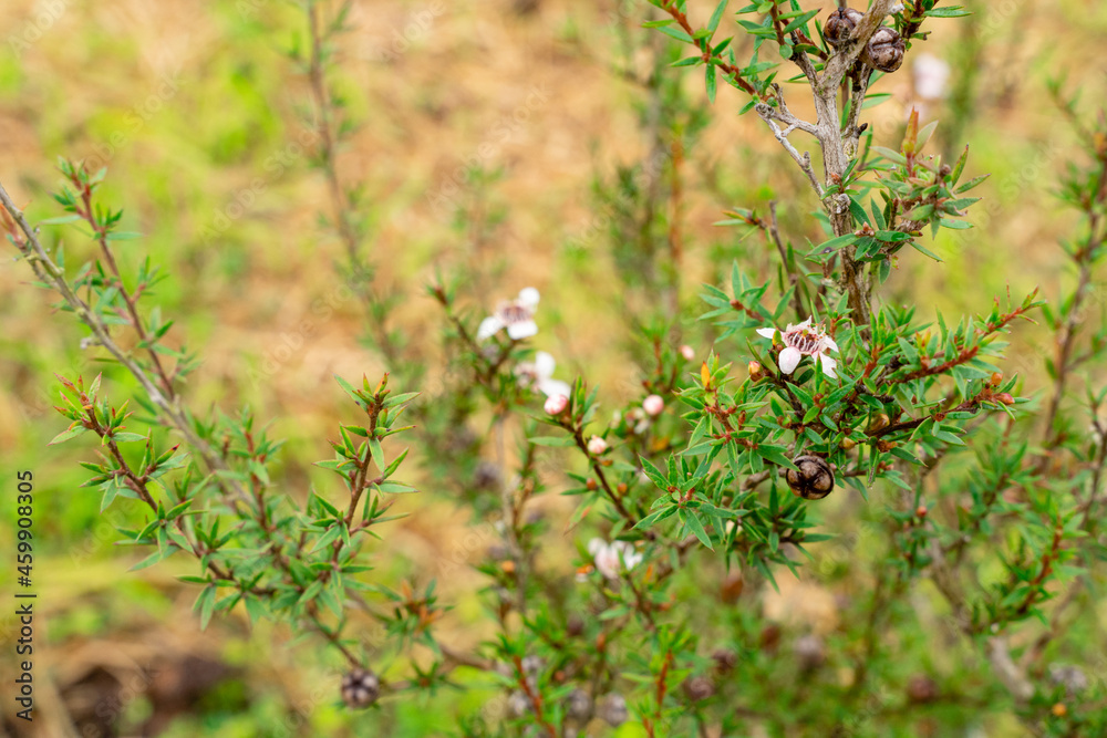 Leptospermum scoparium, commonly called manuka is a species of flowering plant in the myrtle family Myrtaceae, native to south-east Australia and New Zealand. Leptospermum scoparium, commonly called manuka is a species of flowering plant in the myrtle family Myrtaceae, native to south-east Australia and New Zealand.