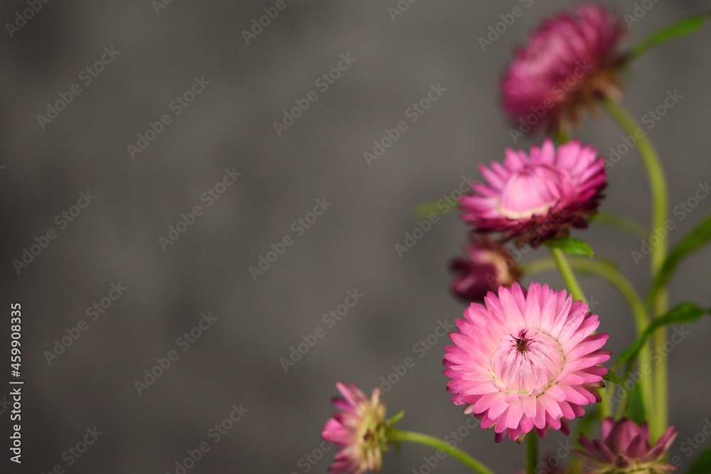 Obraz premium Pink strawflower on neutral grey background with empty space for text, golden everlasting pink flowers for floral background.