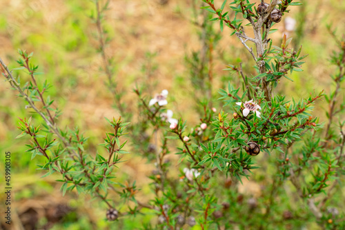 Leptospermum scoparium, commonly called manuka is a species of flowering plant in the myrtle family Myrtaceae, native to south-east Australia and New Zealand.