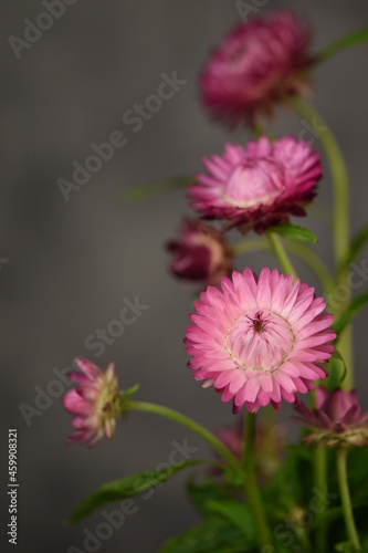 Pink strawflower on neutral grey background with empty space for text  golden everlasting pink flowers for vertical floral background.