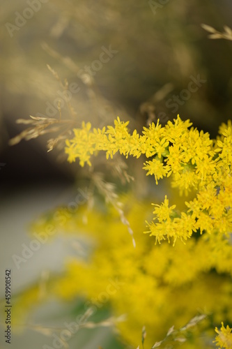 Solidago flowers and poa grass, botanic background for autumn, goldenrod closeup, bokeh space for text, vintage.