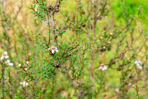 Leptospermum scoparium, commonly called manuka is a species of flowering plant in the myrtle family Myrtaceae, native to south-east Australia and New Zealand.