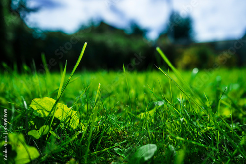 green grass on a day