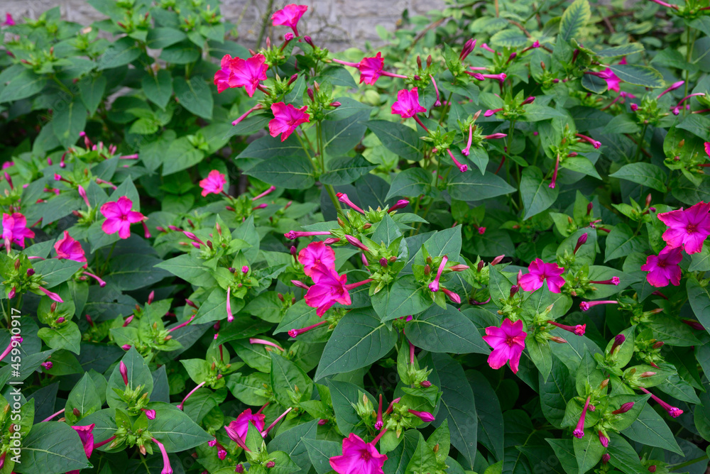 violet flowering Nicotiana tabacum or cultivated tobacco violet flowering Nicotiana tabacum or cultivated tobacco
