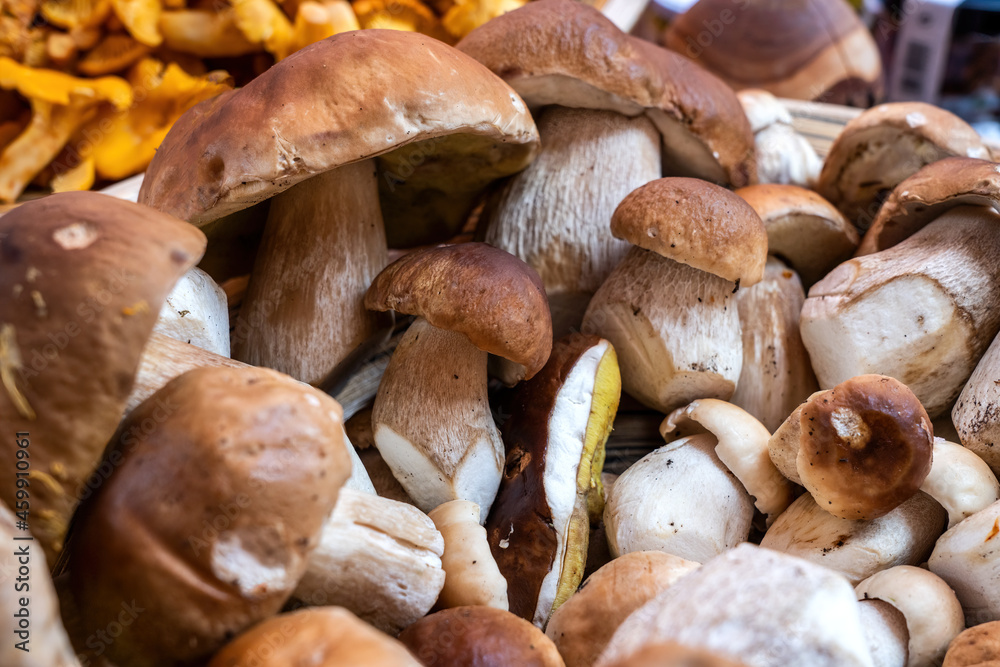 Fresh boletus mushrooms from the market Fresh boletus mushrooms from the market
