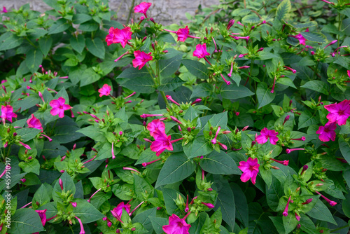 violet flowering Nicotiana tabacum or cultivated tobacco photo