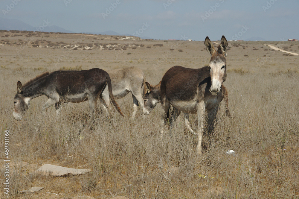 Naklejka premium donkey