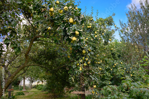 Photographie quinces (Cydonia oblonga) hang in tree in orchard on farm