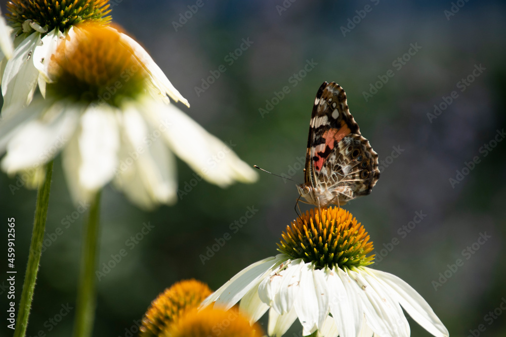 Fototapeta premium butterfly on flower