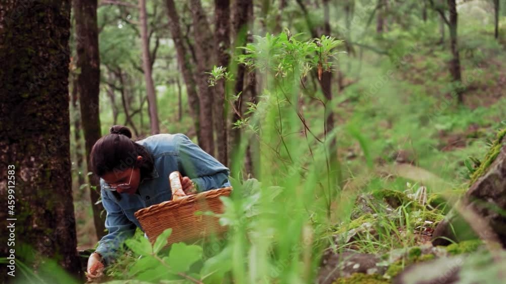 Woman collecting Lactarius deliciosus mushroom and putting into basket Woman collecting Lactarius deliciosus mushroom and putting into basket