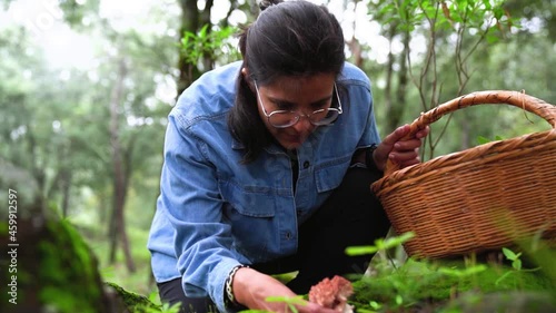 Woman collecting Lactarius deliciosus mushroom and putting into basket photo