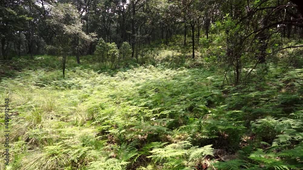 Green fern growing in dense woods