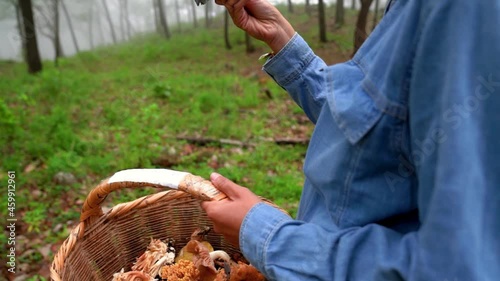 Woman collecting lactarius indigo mushroom and putting into basket photo
