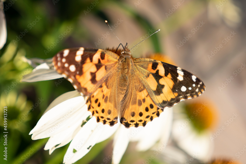 Obraz premium butterfly on flower