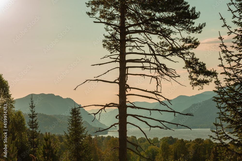 Pine tree on the background of a mountain lake, Altai, Russia Pine tree on the background of a mountain lake, Altai, Russia