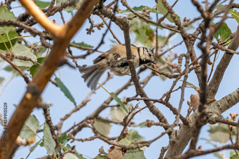 crested tit perched on a tree branch crested tit perched on a tree branch