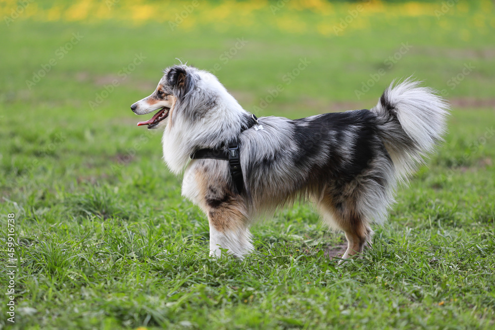Blue Merle Shetland Sheepdog standing and watching. Blue Merle Shetland Sheepdog standing and watching.