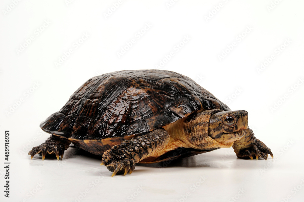 Obraz premium Eastern black-bridged leaf turtle // Vietnam-Dornschildkröte, Schöngestreifte Dornschildkröte (Cyclemys pulchristiata)