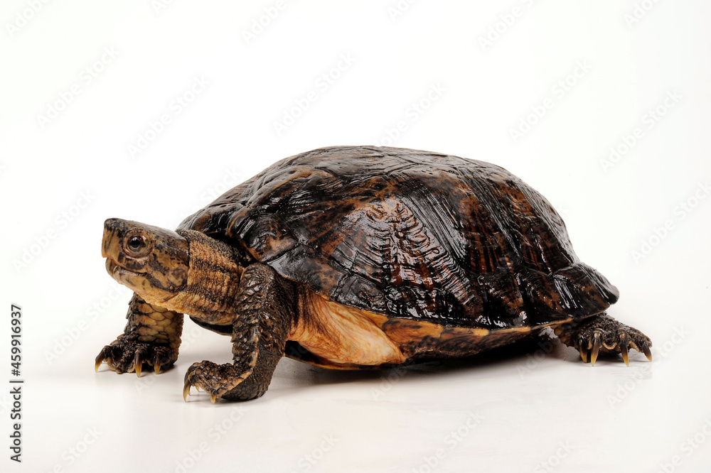 Eastern black-bridged leaf turtle // Vietnam-Dornschildkröte ...