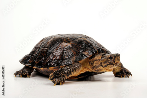 Eastern black-bridged leaf turtle // Vietnam-Dornschildkröte, Schöngestreifte Dornschildkröte (Cyclemys pulchristiata)