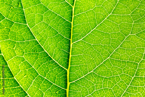 green macro leaf,Green leaves background. Leaf texture,background texture green leaf structure macro photography